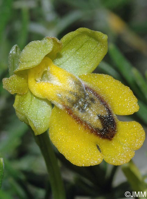 Ophrys glabra