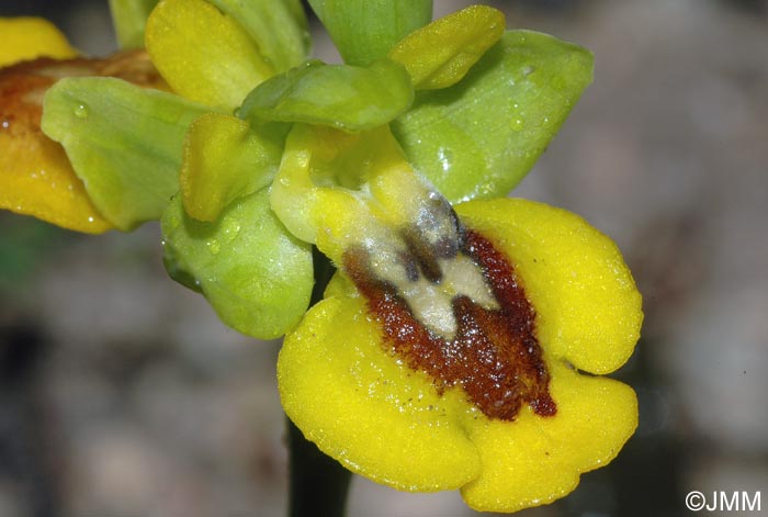 Ophrys glabra