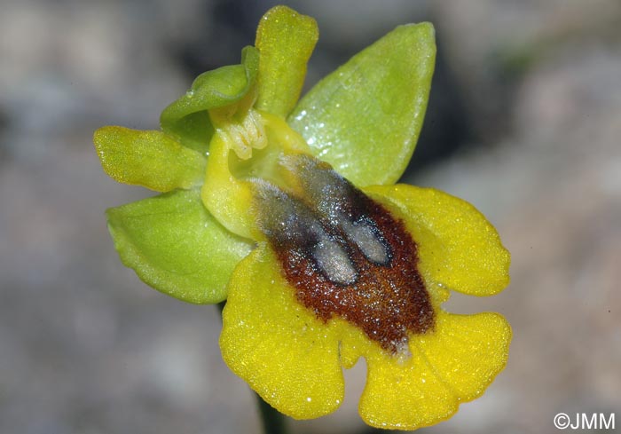 Ophrys glabra