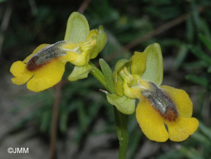 Ophrys glabra
