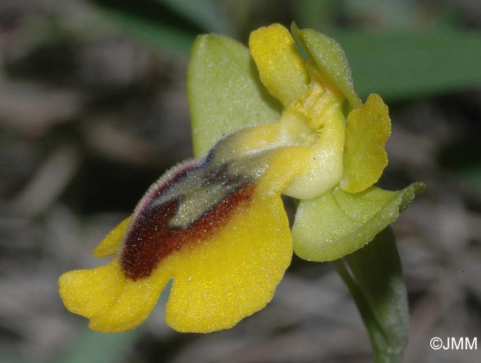 Ophrys glabra