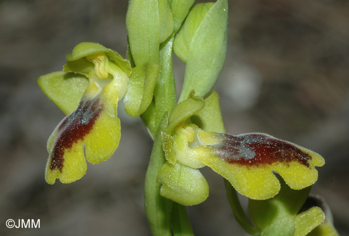 Ophrys numida