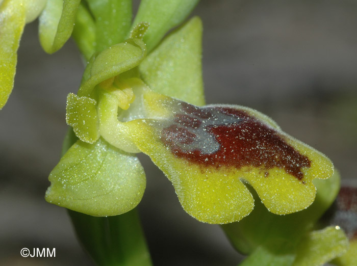 Ophrys numida