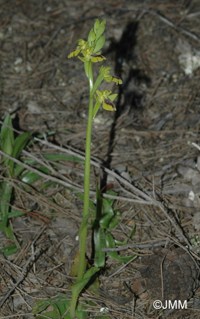 Ophrys numida