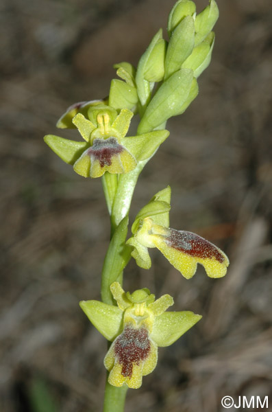 Ophrys numida
