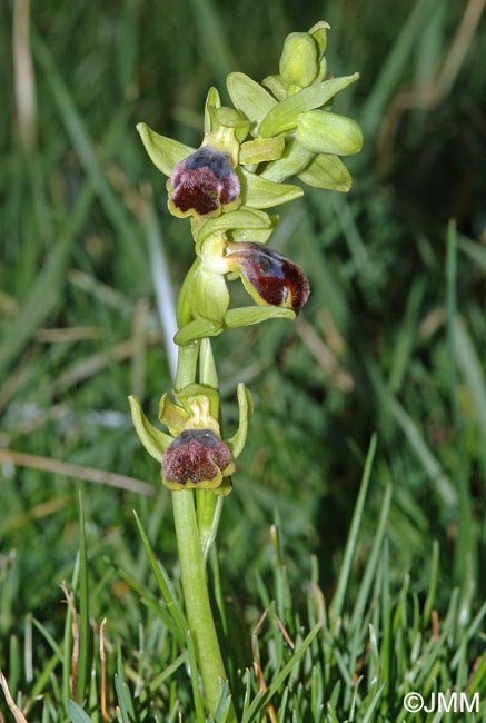 Ophrys pseudomigoutiana