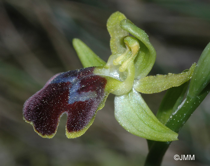 Ophrys pseudomigoutiana