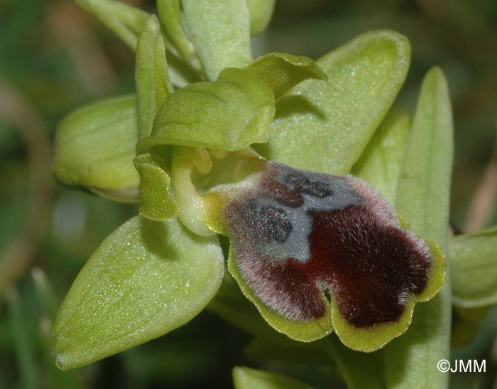 Ophrys pseudomigoutiana