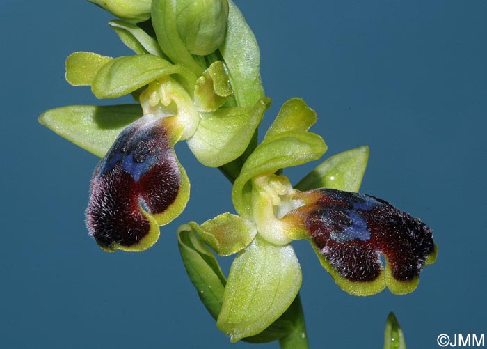 Ophrys pseudomigoutiana