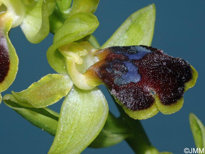 Ophrys pseudomigoutiana