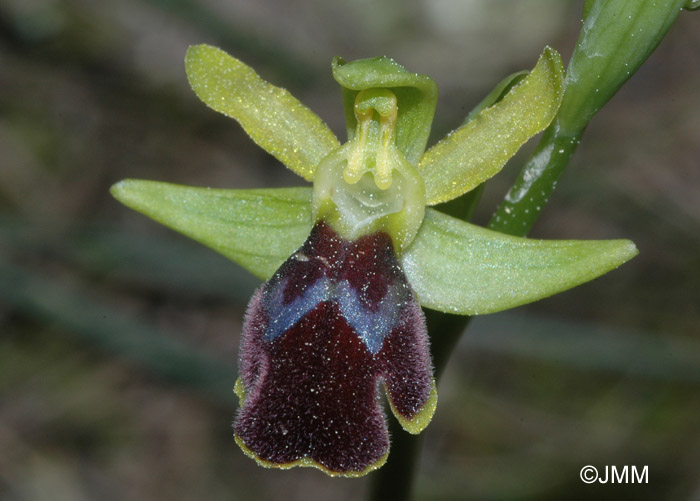 Ophrys pseudomigoutiana