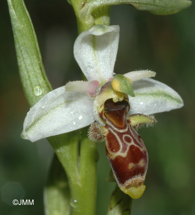 Ophrys sphegifera