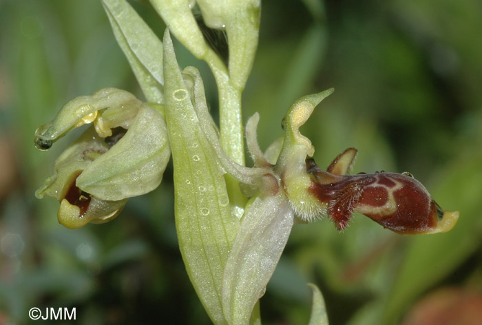 Ophrys sphegifera