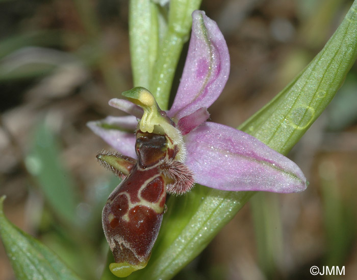 Ophrys sphegifera