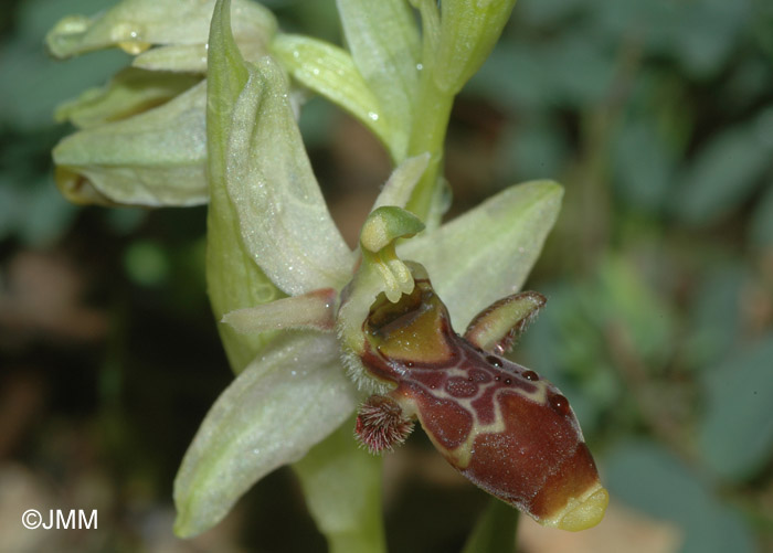 Ophrys sphegifera