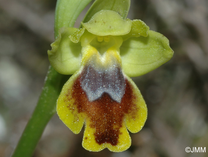 Ophrys subfusca