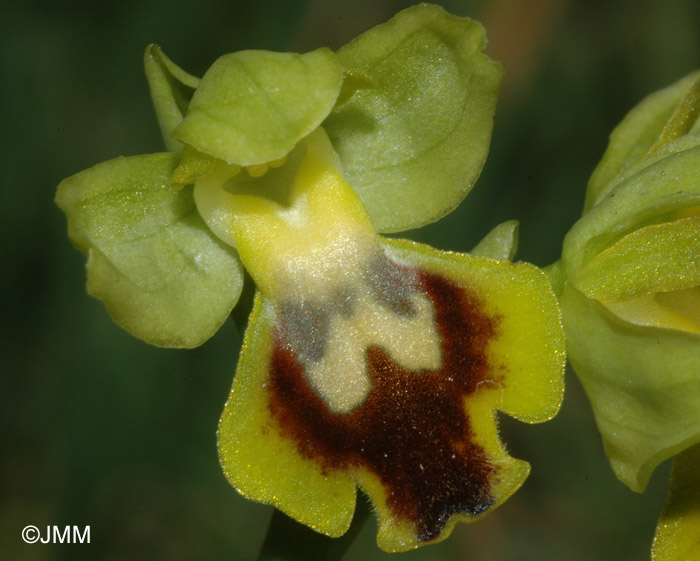 Ophrys subfusca