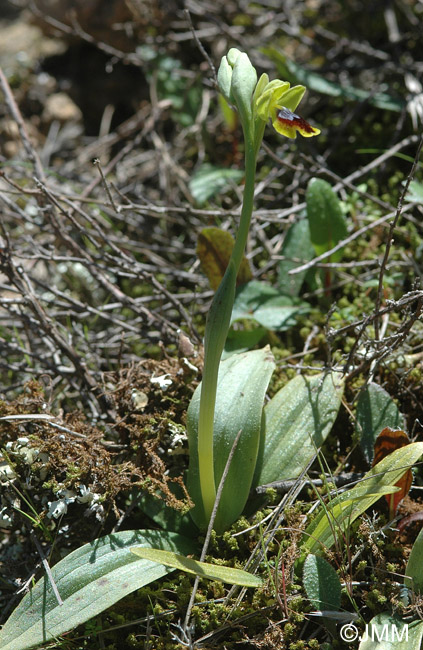 Ophrys subfusca