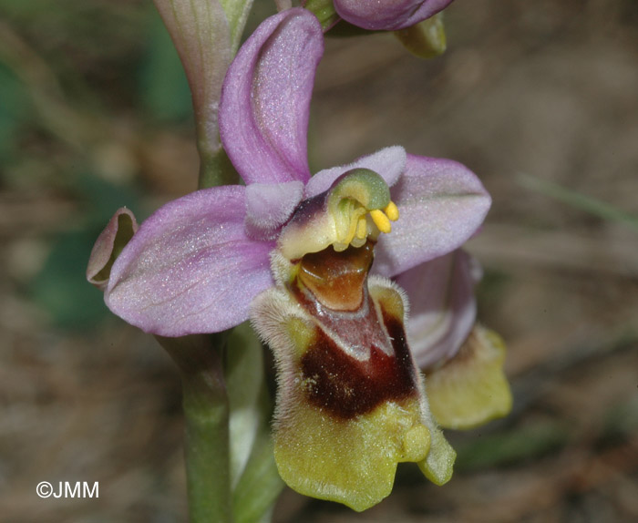 Ophrys tenthredinifera 