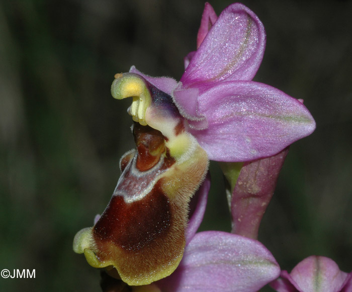 Ophrys tenthredinifera