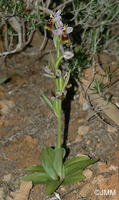 Ophrys tenthredinifera