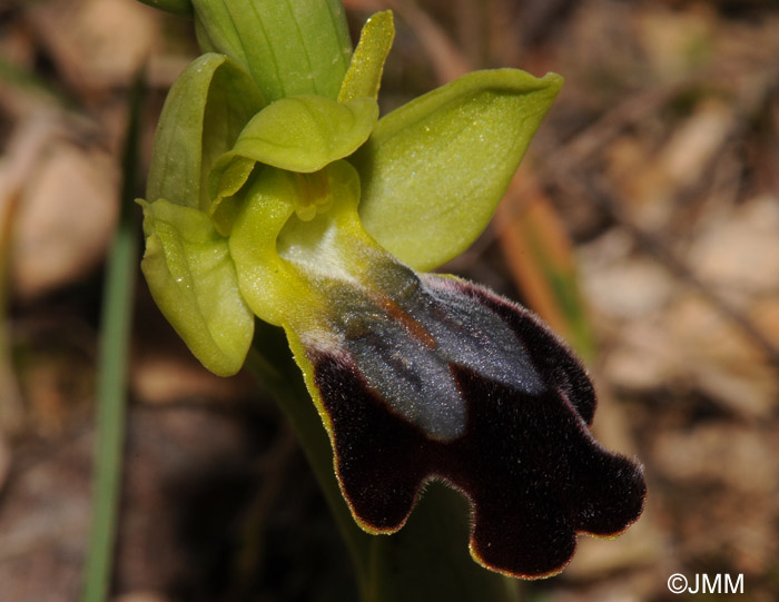 Ophrys vallesiana