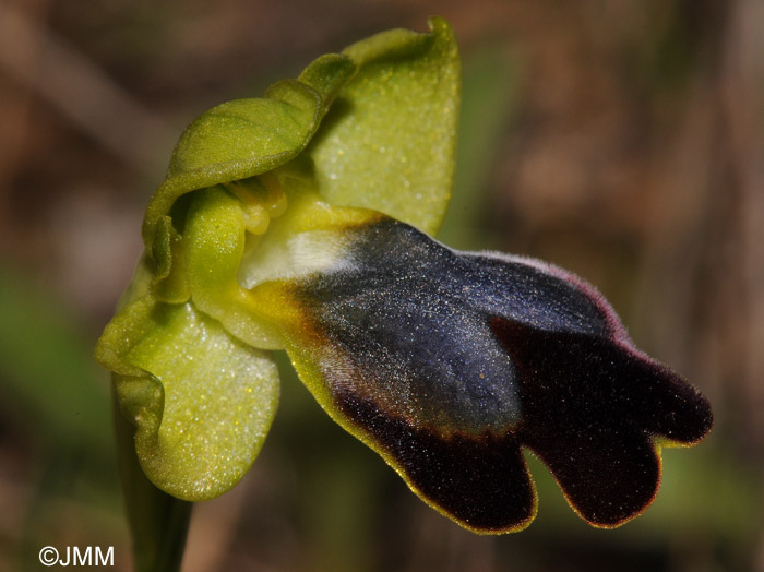 Ophrys vallesiana