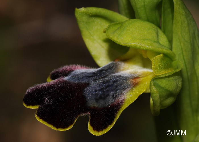 Ophrys vallesiana