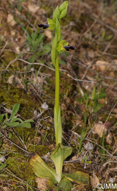 Ophrys vallesiana