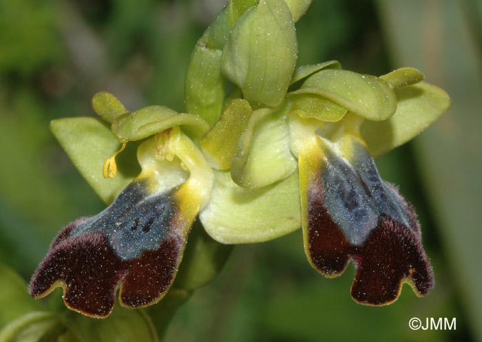 Ophrys vallesiana