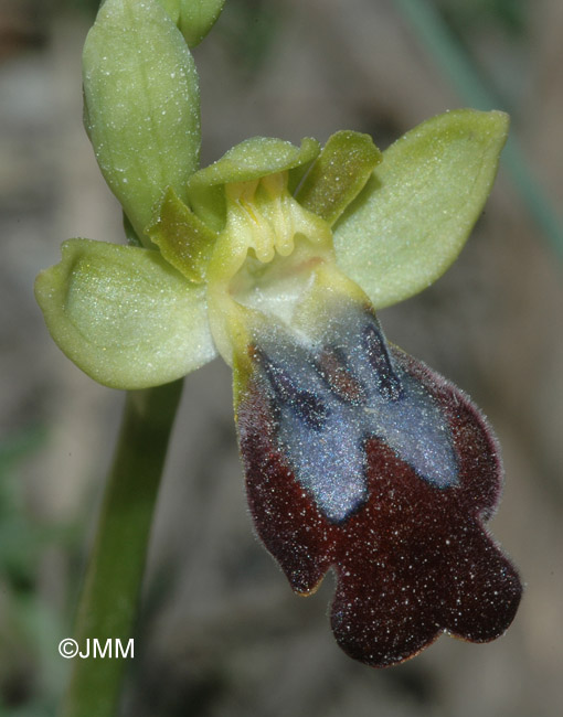 Ophrys vallesiana