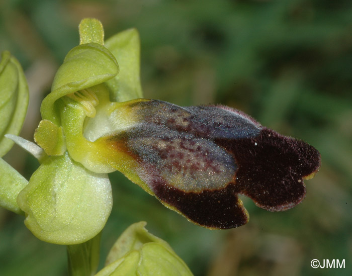 Ophrys vallesiana
