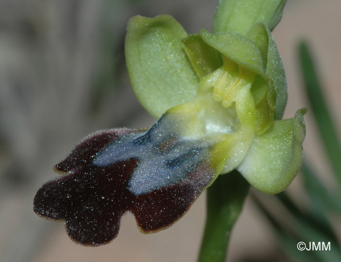 Ophrys vallesiana