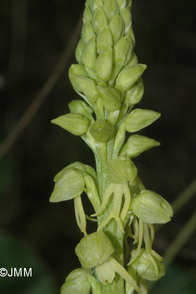 Orchis anthropophora f. alba