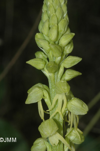 Orchis anthropophora f. flavescens