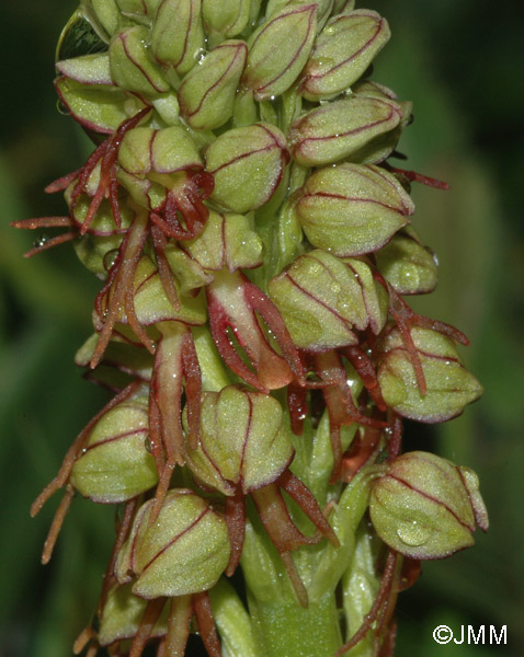 Orchis anthropophora