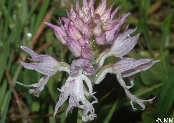 Orchis italica