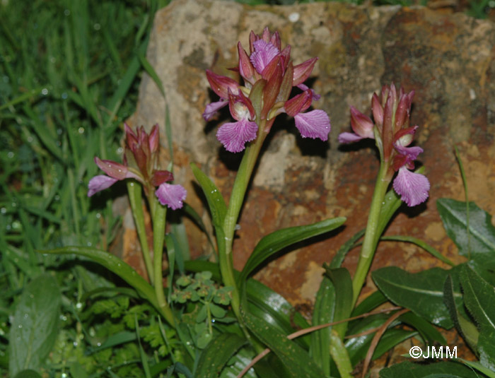 Orchis papilionacea var. grandiflora