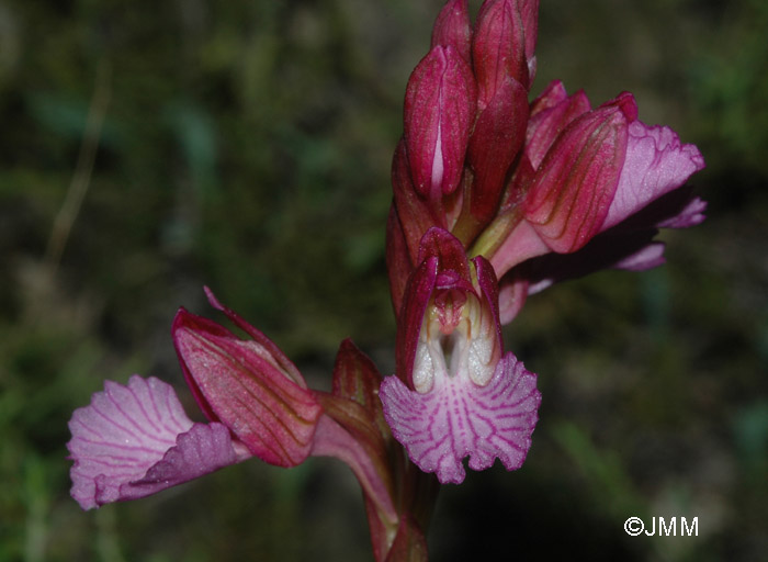 Orchis papilionacea var. grandiflora