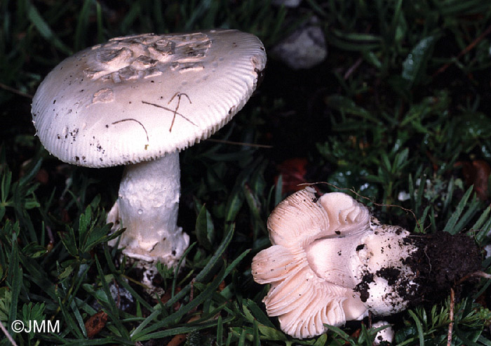 Amanita oreina