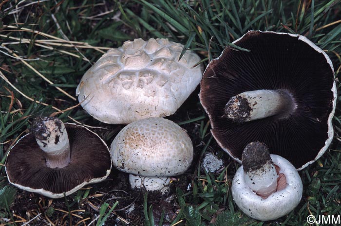 Agaricus aristocratus = Agaricus arcticus