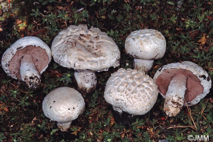 Agaricus aristocratus = Agaricus arcticus