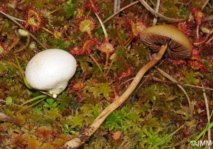 Bovista paludosa, Agrocybe elatella & Drosera rotundifolia