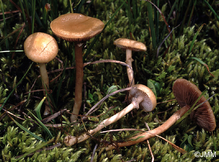 Agrocybe elatella = Agrocybe paludosa