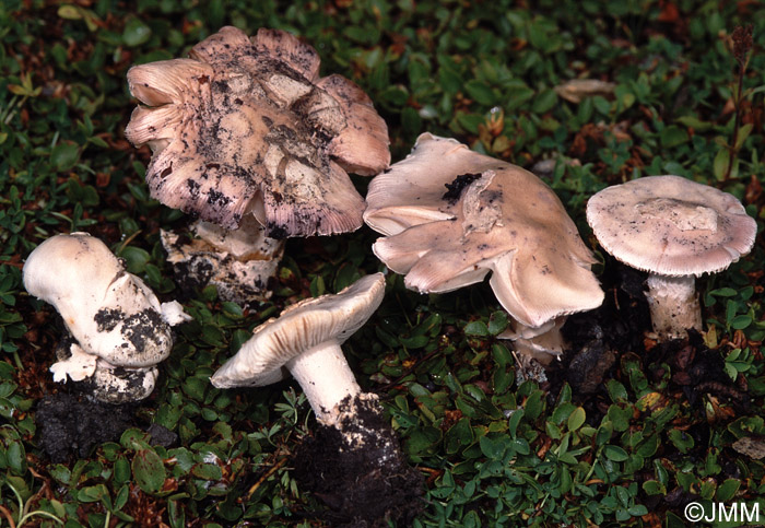 Amanita oreina 