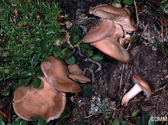 Clitocybe festivoides