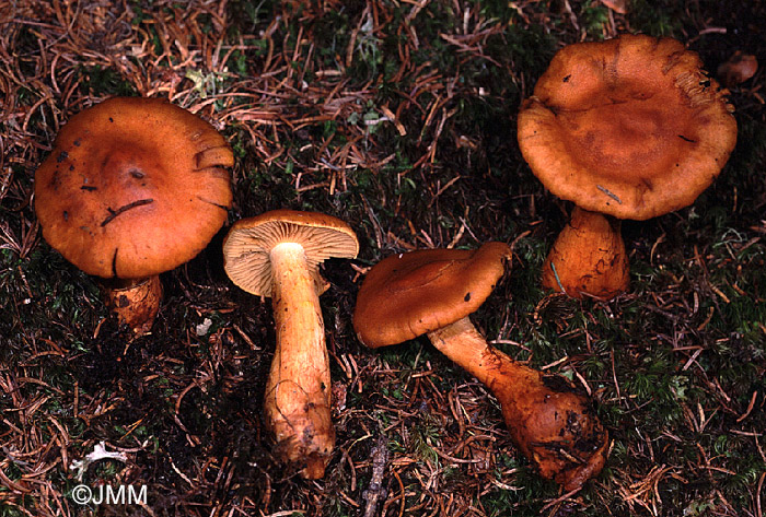 Cortinarius citrinofulvescens 