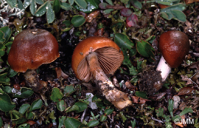 Cortinarius favrei