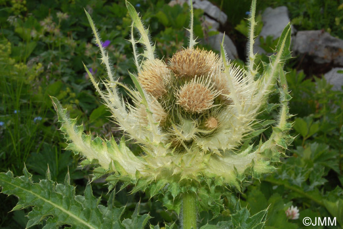 Cirsium spinosissimum