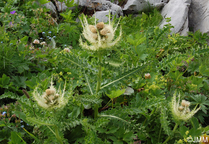 Cirsium spinosissimum